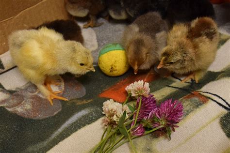 Enrichment For Chicks Backyard Chickens Learn How To Raise Chickens