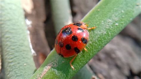 Ladybug 🐞 Adventure - YouTube