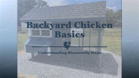 Backyard Chicken Basics Understanding Biosecurity Steps Youtube