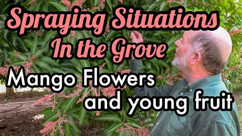 Spraying Situations In The Grove Mango Flowers And Young Fruit Youtube