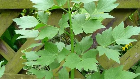 How To Grow Lovage Herb From Seeds– A Valuable Plant For Many Uses ...