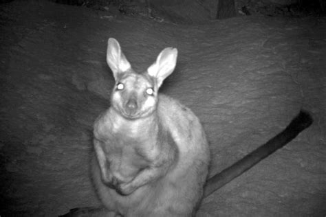 Endangered Rock Wallabies Making A Comeback In Kalbarri National Park