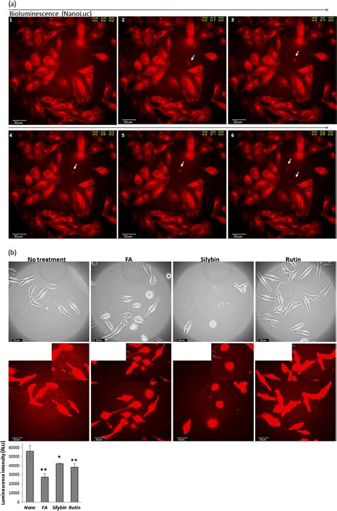 Evaluation Of Chemical Chaperones Based On The Monitoring Of Bip