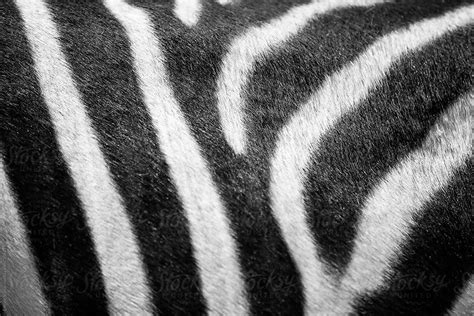 Zebra Skin By Stocksy Contributor Emoke Szabo Stocksy