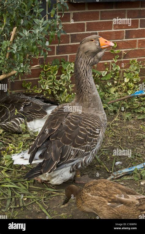 Dewlap Toulouse Geese At A City Farm Stock Photo Alamy