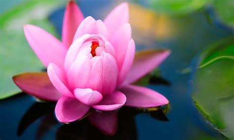 10 Amazing Health Benefits Of Lotus You Should Know