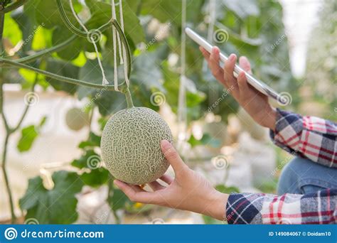 Fazendeiro A Tabuleta Para Trabalhar O Jardim Vegetal Hidrop Nico