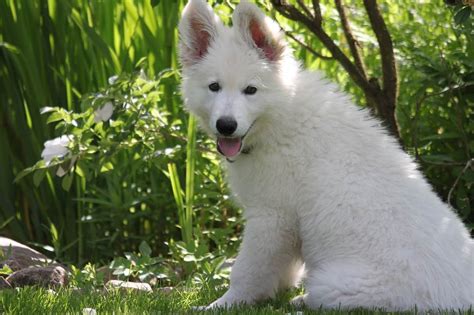 6 Facts to Know About the Beautiful White Swiss Shepherd - Animalso