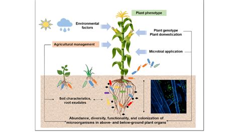 Complex Interactions Determining Plant Phenotype And Traits Download