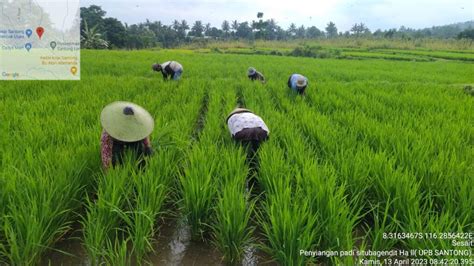 Penyiangan Padi Varietas Situ Bagendit Di Upb Santong Dinas Pertanian