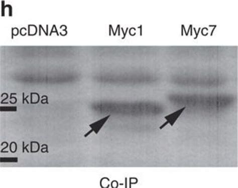 C Myc Anti C Myc Antibody Produced In Rabbit