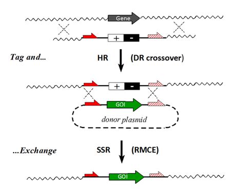 Site Specific Recombinase Technology Encyclopedia Mdpi