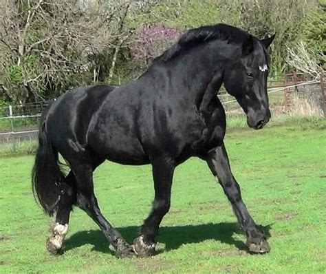 Registered Irish Draught Horse Stud Touch Of The Blues 26 Years Old