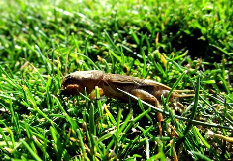 Lawn Pests And Diseases Characteristics And Care Global Gardening Secrets