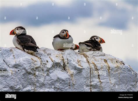 Common Puffins during the late spring breeding season on the Farne Islands, Northumberland, UK ...