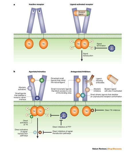 Strategies For Drug Discovery With A Dimeric Or Dimerizing Receptor Download Scientific Diagram