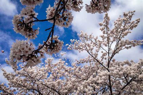 Spring in Japan: When & Where to See Cherry Blossoms (2025) | Two ...