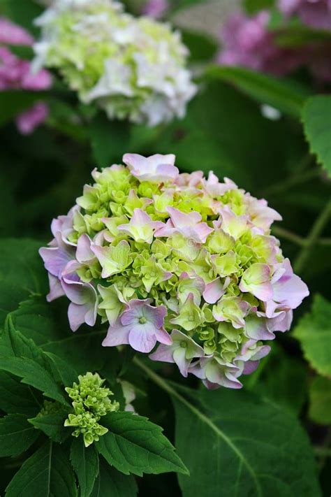 Lavender Hydrangea Stock Photo Image Of Plant Fragrant 32257664