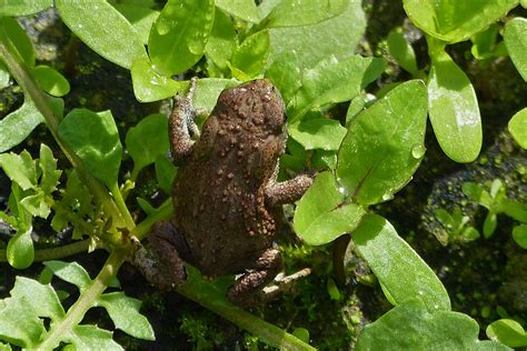 die kleine kroete versucht vor mir zu fluechten  tier fotoseu