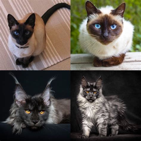 Siamese or Maine Coon? : r/mainecoons