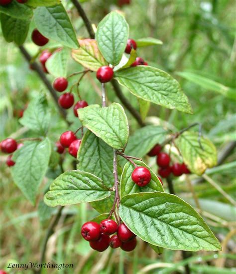 Hollyberry Cotoneaster Cotoneaster Bullatus Heald Green Ch Flickr