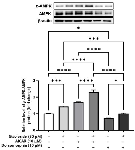 Cells Free Full Text Stevioside Enhances The Anti Adipogenic Effect