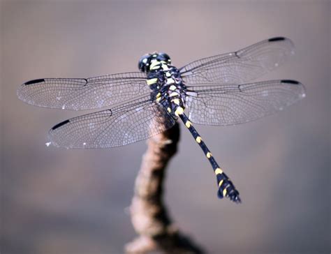 Black And Yellow Dotted Dragonfly Free Stock Photo Public Domain Pictures