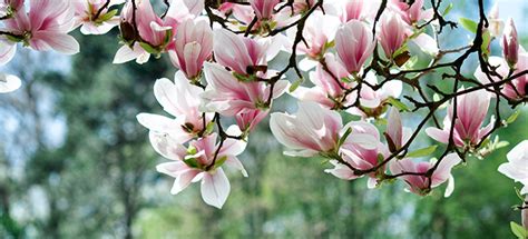 Pink Magnolia Tree Varieties