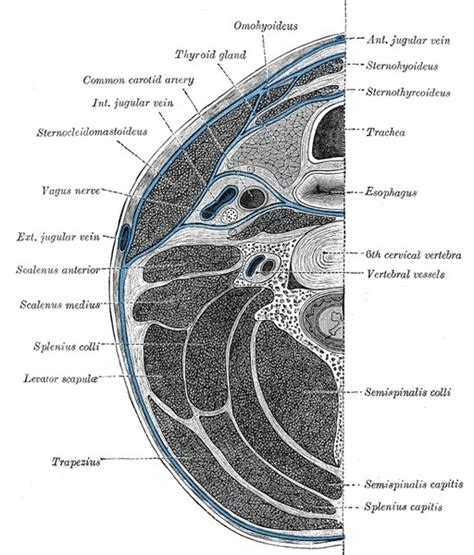 Anatomy Head And Neck Prevertebral Muscles StatPearls NCBI Bookshelf