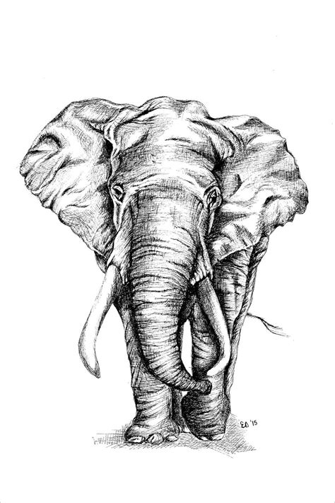 Elephant Head Pencil Drawing