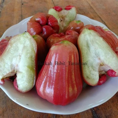 Jual BIBIT JAMBU AIR KUSUMA MERAH GENJAH DAN CEPAT BERBUAH 1kg Bisa