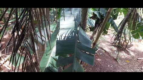 Melihat Kebun Dari Atas Saung Ranggon Kebun Kelihatan Bersih Youtube