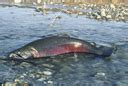 ADW: Oncorhynchus kisutch: INFORMATION