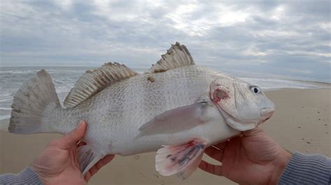 Parasite Black Drum Caught Cape Hatteras Outer Banks Youtube