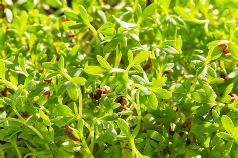 Premium Photo Cress Micro Herbs Sprouting Microgreens Seed Germination At Home Vegan And