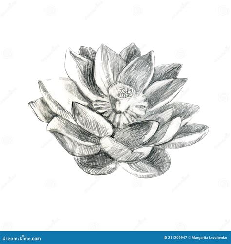 Lotus Fleur De Lotus Au Crayon N Nuphar Dessin Au Crayon D Une Fleur