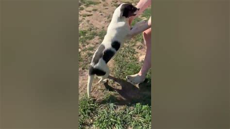 Video Of Adoptable Pet Named Fluff A Minnie Aussie Shepherd Mix Youtube