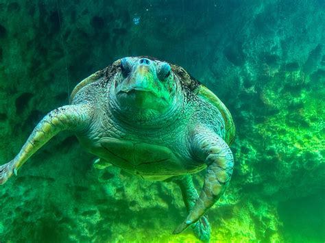 6 Critically Endangered Turtle Species (& Why You Should Care)