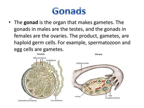 Gonadal function | PPT