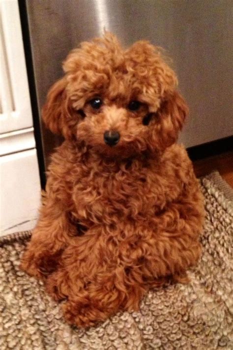 10 Best Red Toy Poodle Images On Pinterest Poodles Toy Poodles And