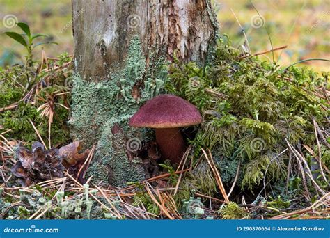 A Beautiful Edible Mushroom Aureoboletus Mirabilis With A Dark