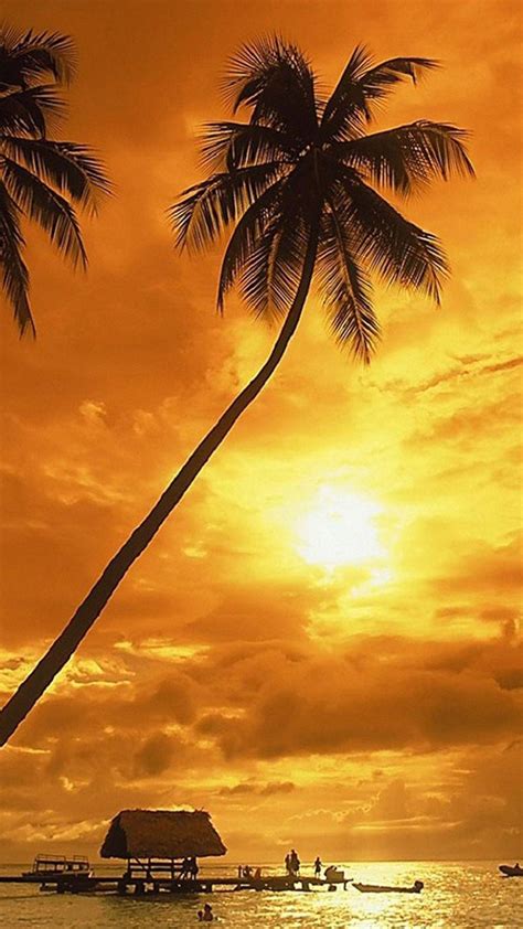 Coconut Tree Wallpapers Wallpaper Cave