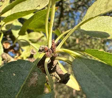 Almond Market Update October Rpac