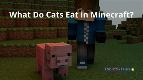 What Do Cats Eat in Minecraft? - AddictiveTips 2022