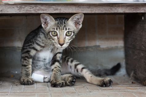 Hausapotheke für Katzen zooplus at Magazin