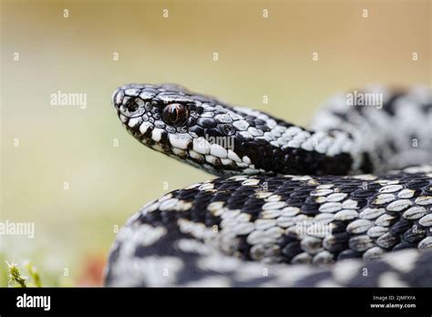 Common Viper Vipera Berus Stock Photo Alamy