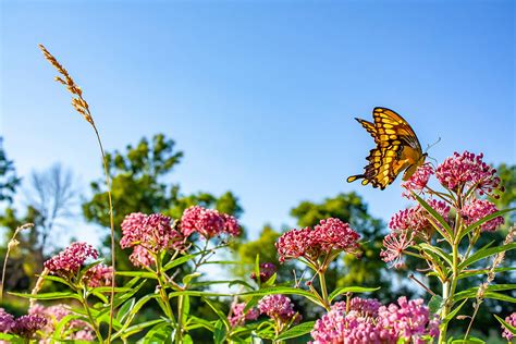 What Plants Do Pollinators Love All Native Seed Llc