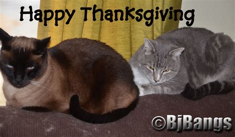 Happy Thanksgiving Cats Have Lots To Be Thankful For Paws Catosphere