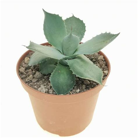 Agave Seemanniana Subs Pygmaea 10 Cm Agavaceae Giromagi Vendita