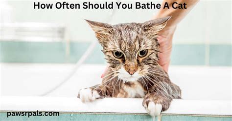 How Often Should You Bathe A Cat Paws R Pals